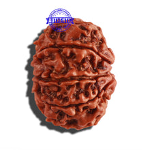 Load image into Gallery viewer, 9 Mukhi Nepalese Rudraksha - Bead No. 281