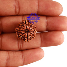 Load image into Gallery viewer, 9 Mukhi Nepalese Rudraksha - Bead No. 282