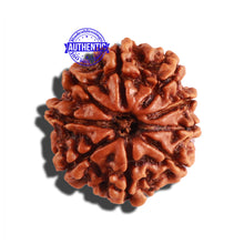 Load image into Gallery viewer, 9 Mukhi Nepalese Rudraksha - Bead No. 282