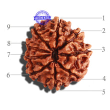 Load image into Gallery viewer, 9 Mukhi Nepalese Rudraksha - Bead No. 282