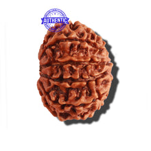 Load image into Gallery viewer, 9 Mukhi Nepalese Rudraksha - Bead No. 282