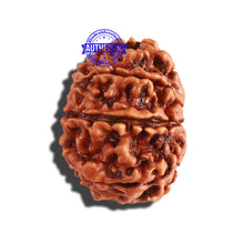 Load image into Gallery viewer, 9 Mukhi Nepalese Rudraksha - Bead No. 282