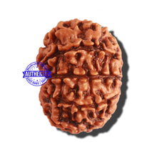 Load image into Gallery viewer, 9 Mukhi Nepalese Rudraksha - Bead No. 283
