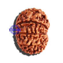 Load image into Gallery viewer, 9 Mukhi Nepalese Rudraksha - Bead No. 283