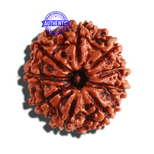 Load image into Gallery viewer, 9 Mukhi Nepalese Rudraksha - Bead No. 284