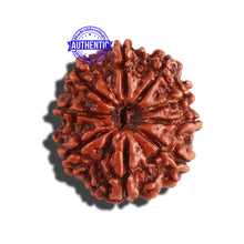 Load image into Gallery viewer, 9 Mukhi Nepalese Rudraksha - Bead No. 285
