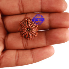 Load image into Gallery viewer, 9 Mukhi Nepalese Rudraksha - Bead No. 286