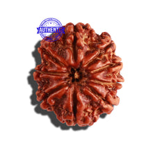 Load image into Gallery viewer, 9 Mukhi Nepalese Rudraksha - Bead No. 286