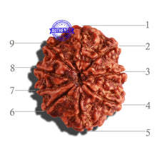 Load image into Gallery viewer, 9 Mukhi Nepalese Rudraksha - Bead No. 286