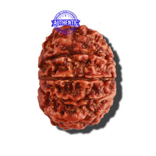 Load image into Gallery viewer, 9 Mukhi Nepalese Rudraksha - Bead No. 286