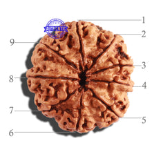 Load image into Gallery viewer, 9 Mukhi Nepalese Rudraksha - Bead No. 287