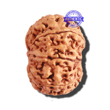 Load image into Gallery viewer, 9 Mukhi Nepalese Rudraksha - Bead No. 287