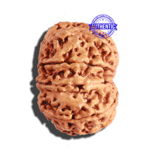 Load image into Gallery viewer, 9 Mukhi Nepalese Rudraksha - Bead No. 287