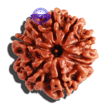 Load image into Gallery viewer, 9 Mukhi Nepalese Rudraksha - Bead No. 288