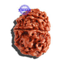 Load image into Gallery viewer, 9 Mukhi Nepalese Rudraksha - Bead No. 288