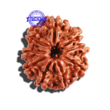 Load image into Gallery viewer, 9 Mukhi Nepalese Rudraksha - Bead No. 289