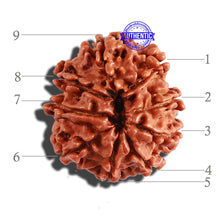 Load image into Gallery viewer, 9 Mukhi Nepalese Rudraksha - Bead No. 289
