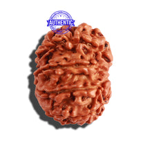 Load image into Gallery viewer, 9 Mukhi Nepalese Rudraksha - Bead No. 289