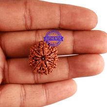 Load image into Gallery viewer, 9 Mukhi Nepalese Rudraksha - Bead No. 290