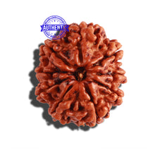 Load image into Gallery viewer, 9 Mukhi Nepalese Rudraksha - Bead No. 290