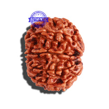 Load image into Gallery viewer, 9 Mukhi Nepalese Rudraksha - Bead No. 290