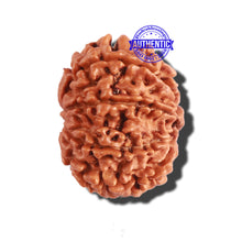 Load image into Gallery viewer, 9 Mukhi Nepalese Rudraksha - Bead No. 291