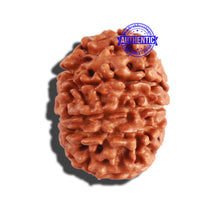 Load image into Gallery viewer, 9 Mukhi Nepalese Rudraksha - Bead No. 291