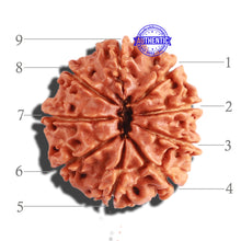 Load image into Gallery viewer, 9 Mukhi Nepalese Rudraksha - Bead No. 292