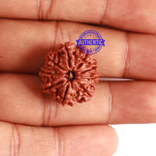 Load image into Gallery viewer, 9 Mukhi Nepalese Rudraksha - Bead No. 293