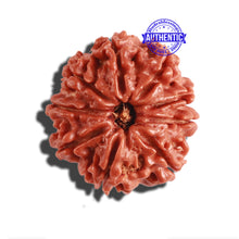 Load image into Gallery viewer, 9 Mukhi Nepalese Rudraksha - Bead No. 293