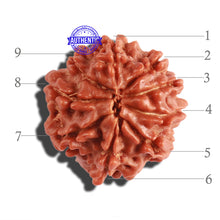 Load image into Gallery viewer, 9 Mukhi Nepalese Rudraksha - Bead No. 294
