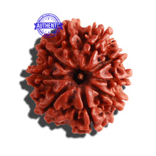 Load image into Gallery viewer, 9 Mukhi Nepalese Rudraksha - Bead No. 296