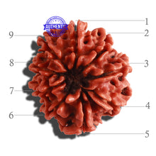 Load image into Gallery viewer, 9 Mukhi Nepalese Rudraksha - Bead No. 296
