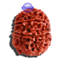Load image into Gallery viewer, 9 Mukhi Nepalese Rudraksha - Bead No. 296