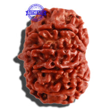 Load image into Gallery viewer, 9 Mukhi Nepalese Rudraksha - Bead No. 297