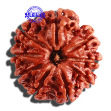 Load image into Gallery viewer, 9 Mukhi Nepalese Rudraksha - Bead No. 298