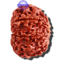 Load image into Gallery viewer, 9 Mukhi Nepalese Rudraksha - Bead No. 298