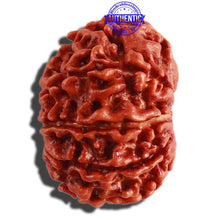 Load image into Gallery viewer, 9 Mukhi Nepalese Rudraksha - Bead No. 298