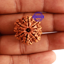 Load image into Gallery viewer, 9 Mukhi Nepalese Rudraksha - Bead No. 299