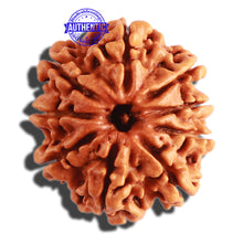 Load image into Gallery viewer, 9 Mukhi Nepalese Rudraksha - Bead No. 299