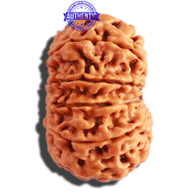 Load image into Gallery viewer, 9 Mukhi Nepalese Rudraksha - Bead No. 300