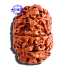 Load image into Gallery viewer, 9 Mukhi Nepalese Rudraksha - Bead No. 301