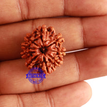 Load image into Gallery viewer, 9 Mukhi Nepalese Rudraksha - Bead No. 302