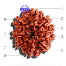 Load image into Gallery viewer, 9 Mukhi Nepalese Rudraksha - Bead No. 302
