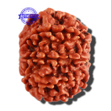Load image into Gallery viewer, 9 Mukhi Nepalese Rudraksha - Bead No. 302