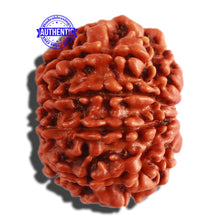 Load image into Gallery viewer, 9 Mukhi Nepalese Rudraksha - Bead No. 302