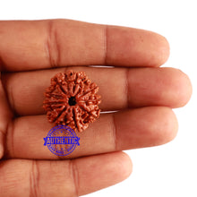 Load image into Gallery viewer, 9 Mukhi Nepalese Rudraksha - Bead No. 303