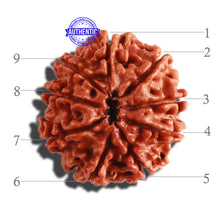 Load image into Gallery viewer, 9 Mukhi Nepalese Rudraksha - Bead No. 303