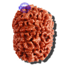 Load image into Gallery viewer, 9 Mukhi Nepalese Rudraksha - Bead No. 303