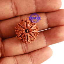 Load image into Gallery viewer, 9 Mukhi Nepalese Rudraksha - Bead No. 304